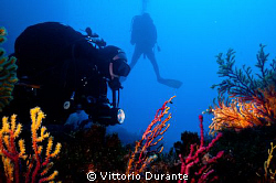 On the seabed. A diver illuminates a bicolor gorgonian. by Vittorio Durante 